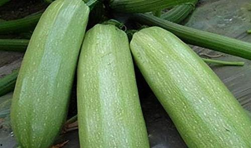 吃瓜几月份可以吃,揭秘最佳吃瓜月份