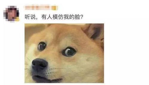 带你吃瓜狗头鸡,带你领略“吃瓜狗头鸡”的独特魅力