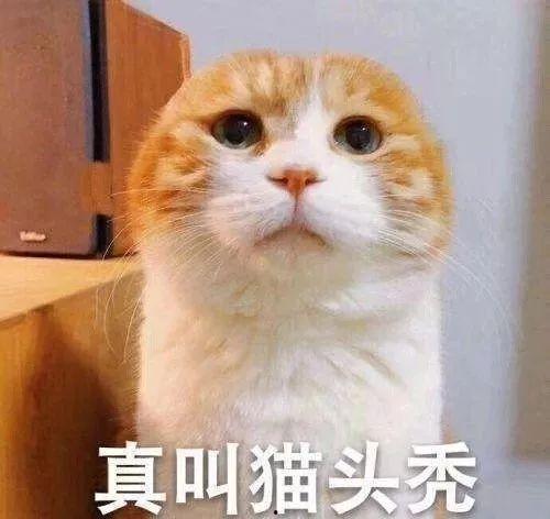 带你吃瓜狗头鸡,带你领略“吃瓜狗头鸡”的独特魅力