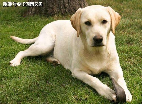 吃瓜拉布拉多全部