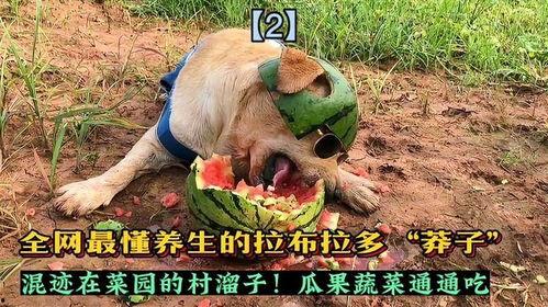 吃瓜拉布拉多全部