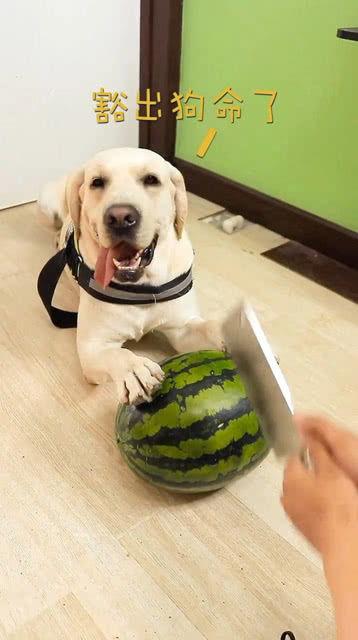 吃瓜拉布拉多全部