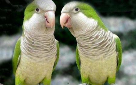 鹦鹉吃不吃海瓜