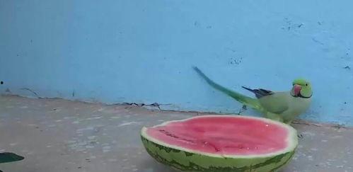 鹦鹉吃不吃海瓜