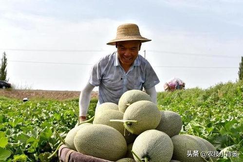 怎么发吃瓜作品,如何轻松制作热门吃瓜作品