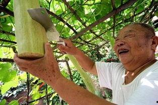 吃砍瓜,探索独特美食的魅力