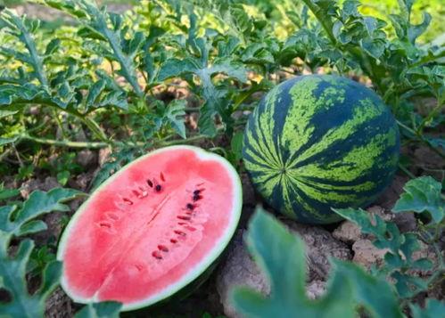 吃瓜张婉莹,揭秘娱乐圈幕后故事