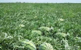 吃瓜童年趣事,那些难忘的吃瓜时光