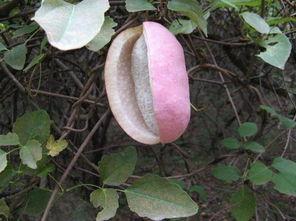 八月瓜可以吃吗,美味可口的天然野果，你了解多少？