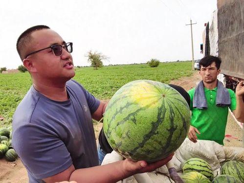 马尔科吃瓜,揭秘娱乐圈背后的秘密与真相
