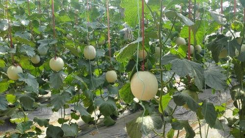 什么蜜瓜怎么吃,解锁夏日清新美味