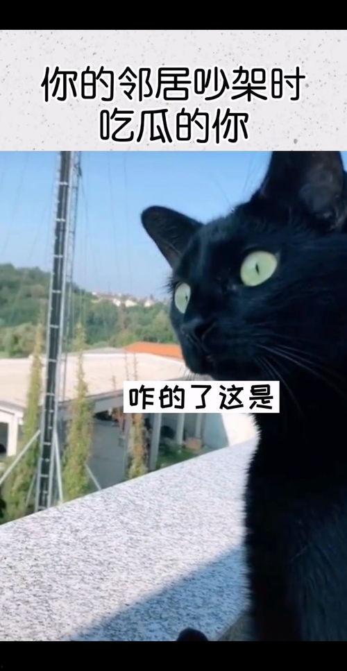 吵架吃瓜音频,一场激烈争吵背后的瓜葛与真相