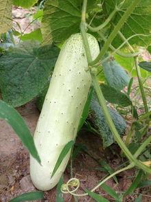 梦见到瓜地摘瓜吃,摘瓜品尝的奇幻之旅