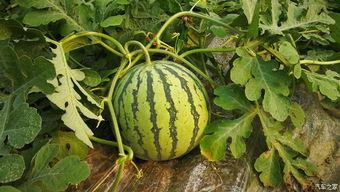 梦见到瓜地摘瓜吃,摘瓜品尝的奇幻之旅