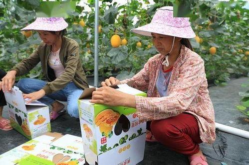 《文安》网红吃瓜