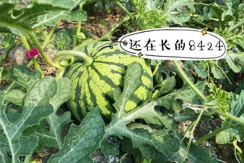 牛吃洋瓜,田园风光尽收眼底