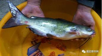 吃瓜鱼什么,一场味蕾与文化的盛宴