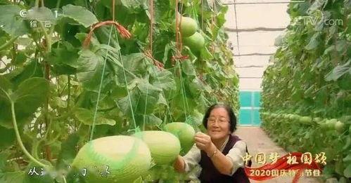 天津吃瓜人事件,网络舆论场中的真相与误解