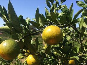 吃瓜阿橘,揭秘娱乐圈那些不为人知的幕后故事